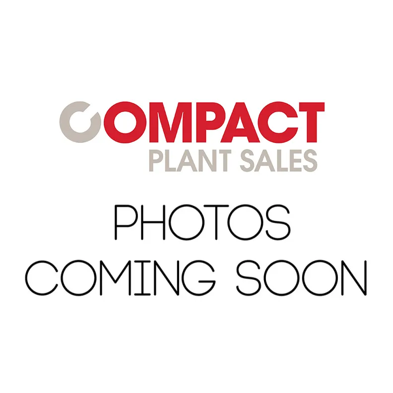 1T Dumper JCB 1T-2 2021